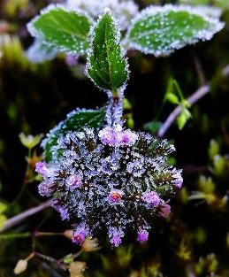 Hoarfrost